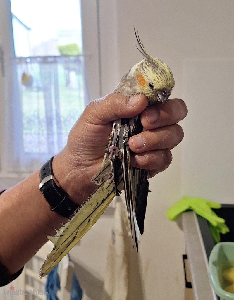 Znaleziono Papugę Jastrzębie-Zdrój