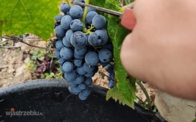 6070_winobranie_2026_francja